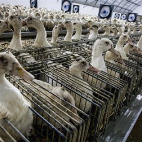 Counting The Casualties: The Number of Animals in Factory Farming